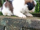 Shih Tzu Puppy