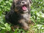Shih Tzu Puppy
