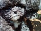 Shih Tzu Puppy