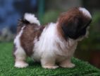 Shih-Tzu Puppy