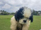 Shih Tzu Puppy