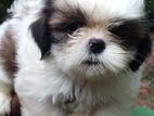 ShihTzu Puppy