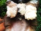 Shih tzu puppy