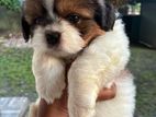 Shih Tzu Puppy