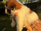 Shih Tzu Puppy