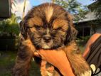 Shih Tzu Puppy
