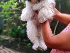 Shih Tzu Puppy