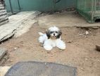 Shih Tzu Puppies