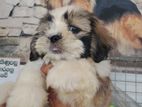 Shih Tzu Puppy