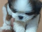 Shih Tzu Puppy