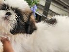 shih tzu puppy