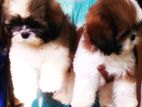 shih tzu puppy