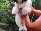 Shih Tzu Puppy