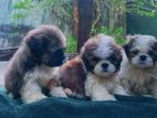 Shih Tzu Puppy