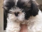 Shih Tzu Puppy