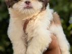 Shih Tzu Puppy