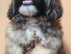 Shih Tzu Puppy