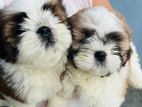 Shih Tzu Puppy