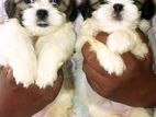 Shih Tzu Puppy