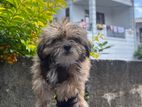 Shih Tzu Puppy