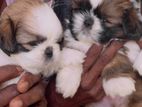 Shih Tzu Puppy