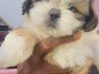 Shih Tzu Puppy