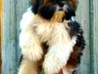 Shih Tzu Puppy