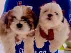 Shih Tzu Puppy