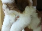 Shih Tzu Puppy