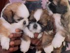 Shih Tzu Puppy