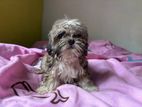 Shih tzu puppy