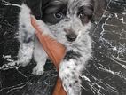Shih Tzu Puppy