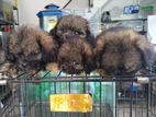 shih tzu puppy