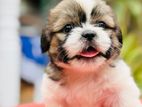 Shih Tzu Puppy