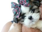 Shih Tzu Puppy