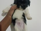 Shih Tzu Puppy