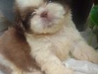 Shih Tzu Puppy
