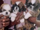Shih Tzu Puppy