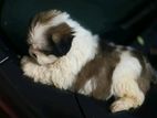 Shih Tzu Puppy