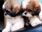 Shih Tzu Puppy