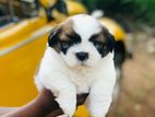 Shih Tzu Dog