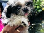 Shih Tzu Puppy