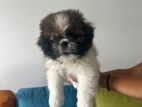Shih Tzu Puppy