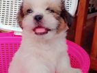 Shih tzu puppy for sale