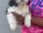 Shih Tzu Puppy
