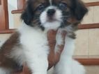 Shih Tzu Puppy