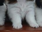 Shih Tzu Puppy