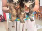 Shih Tzu Puppy