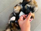 Shih TZU Puppy