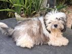 Shih Tzu Puppy